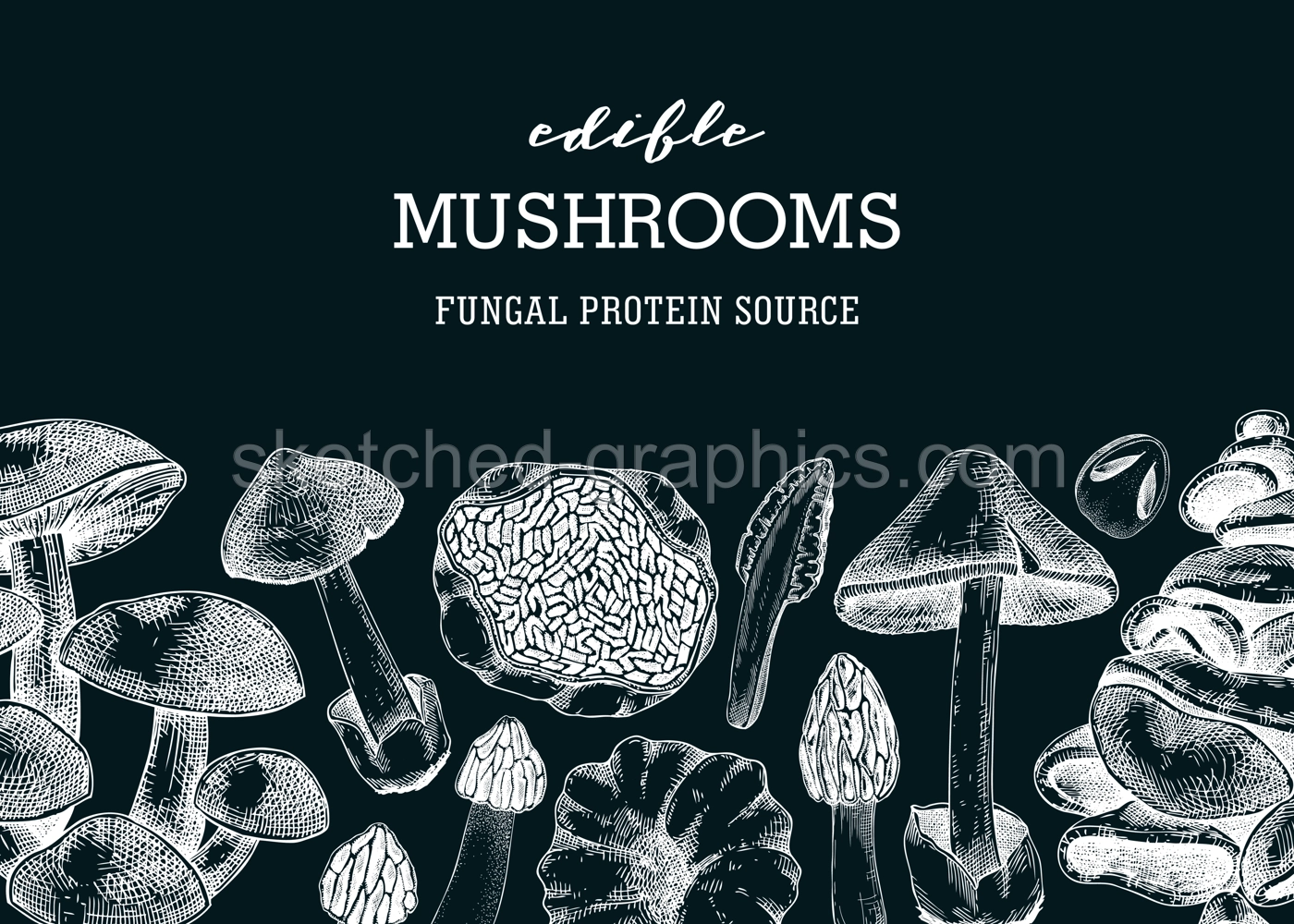 Edible mushrooms banner on chalkboard. Artistic autumn forest plant border. Fall background with  hand drawn fungi sketches and abstract shapes. Healthy food, fungal protein vector illustration Illustration